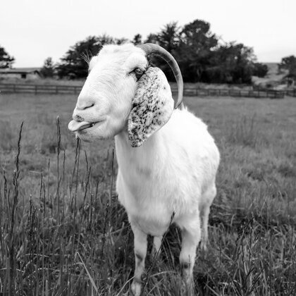 Juno the Goat